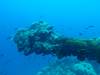 254 - Dive4-3 Fujikawa Maru