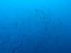 257 - Dive4-3 Fujikawa Maru