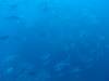 258 - Dive4-3 Fujikawa Maru