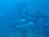 260 - Dive4-3 Fujikawa Maru