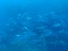 261 - Dive4-3 Fujikawa Maru