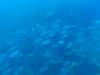 263 - Dive4-3 Fujikawa Maru