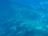 264 - Dive4-3 Fujikawa Maru