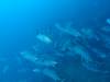 265 - Dive4-3 Fujikawa Maru