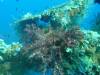 267 - Dive4-3 Fujikawa Maru