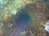 268 - Dive4-3 Fujikawa Maru