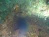 269 - Dive4-3 Fujikawa Maru