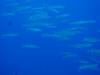 101 - Palau3-1 Sires Corner