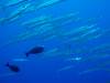 104 - Palau3-1 Sires Corner