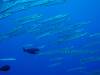 105 - Palau3-1 Sires Corner