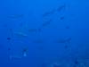 112 - Palau3-1 Sires Corner