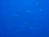 113 - Palau3-1 Sires Corner