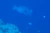 116 - Palau3-1 Sires Corner