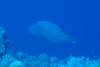 123 - Palau3-1 Sires Corner