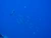125 - Palau3-1 Sires Corner