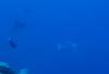126 - Palau3-1 Sires Corner