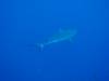 130 - Palau3-1 Sires Corner