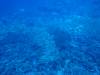 101 - Palau4-2 Barnum's Wall