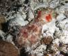 100 - Palau4-4N Vernie's Reef