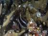 107 - Palau4-4N Vernie's Reef