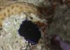 117 - Palau4-4N Vernie's Reef