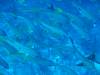 101 - Palau8-3 Blue Corner