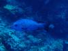 105 - Palau8-3 Blue Corner
