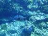 106 - Palau8-3 Blue Corner