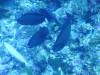107 - Palau8-3 Blue Corner