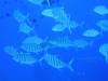 112 - Palau8-3 Blue Corner