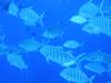 113 - Palau8-3 Blue Corner