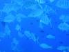 114 - Palau8-3 Blue Corner