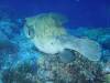 116 - Palau8-3 Blue Corner