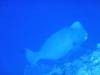 117 - Palau8-3 Blue Corner