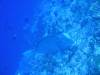 119 - Palau8-3 Blue Corner