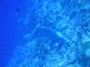 120 - Palau8-3 Blue Corner