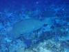 121 - Palau8-3 Blue Corner