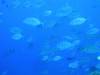 127 - Palau8-3 Blue Corner
