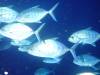 128 - Palau8-3 Blue Corner
