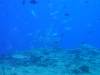129 - Palau8-3 Blue Corner