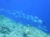 133 - Palau8-3 Blue Corner