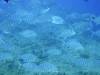 137 - Palau8-3 Blue Corner