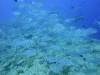 138 - Palau8-3 Blue Corner