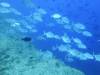 139 - Palau8-3 Blue Corner