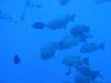 142 - Palau8-3 Blue Corner