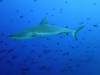 143 - Palau8-3 Blue Corner