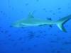 144 - Palau8-3 Blue Corner