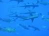 146 - Palau8-3 Blue Corner