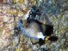 130 - Palau9-2 Virgin Blue Hole