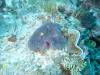 135 - Palau9-2 Virgin Blue Hole